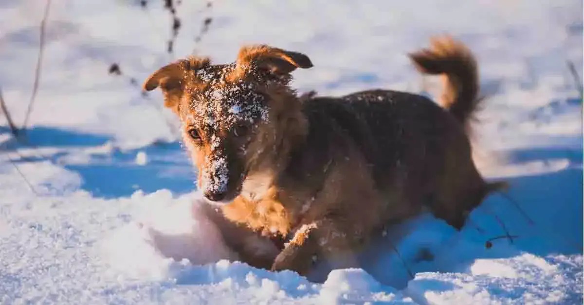 Do dogs get cold in the winter ? Lets Find out the answer here (7min read)