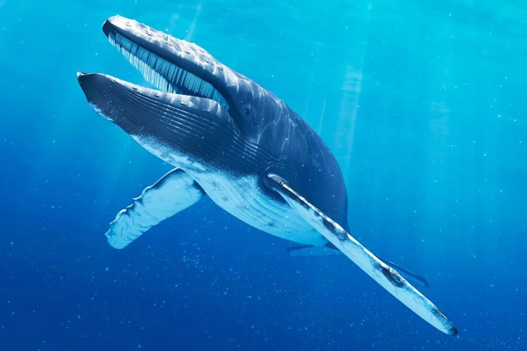 677 Amazing Whale Names and Generator