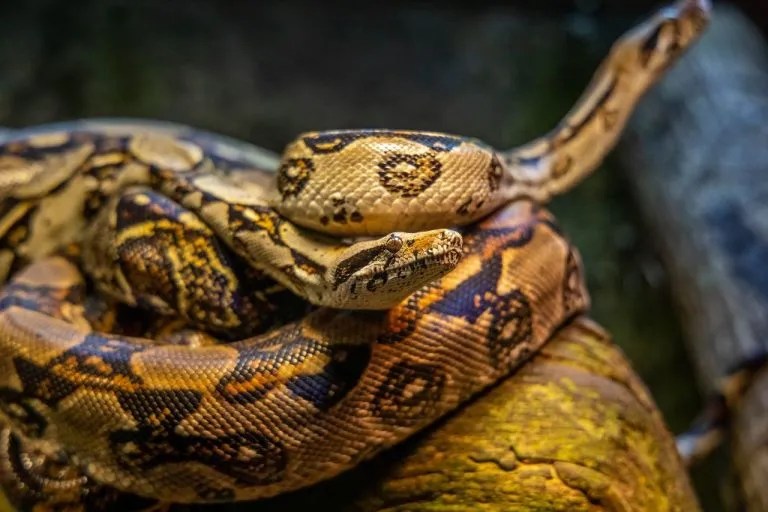 Explore 210 Unique & Cool Ball Python Names with Meanings