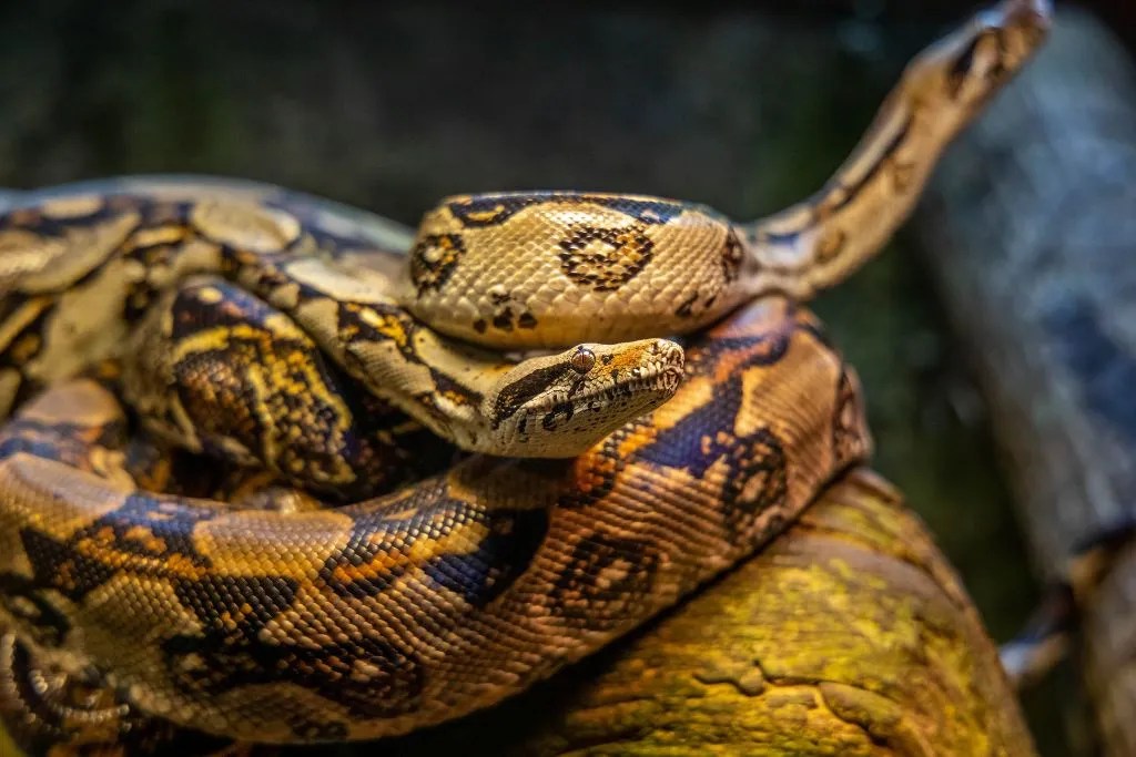 Explore 210 Unique & Cool Ball Python Names with Meanings Name Awe