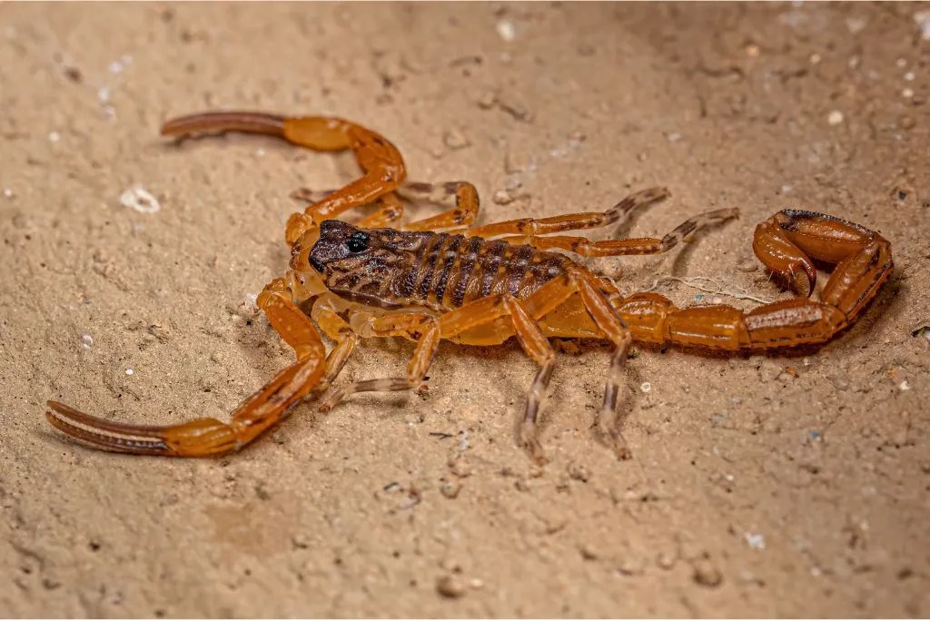 Unique Scorpion Names & Their Meanings Top Picks!