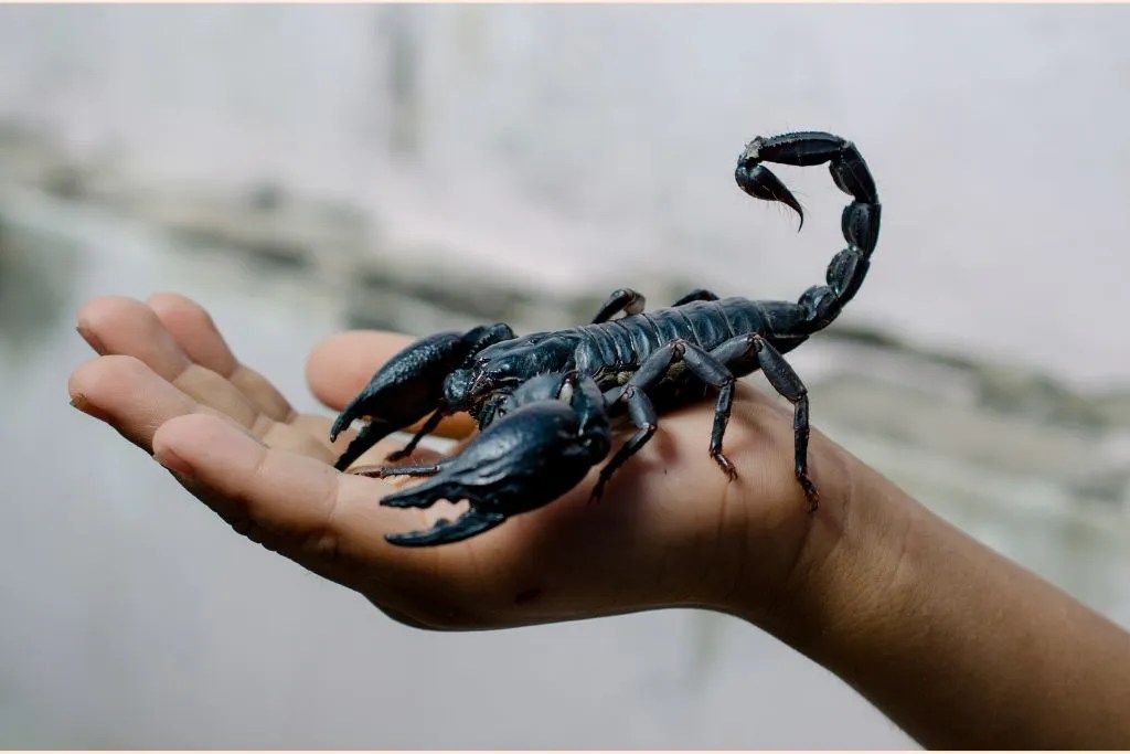 Unique Scorpion Names & Their Meanings Top Picks!