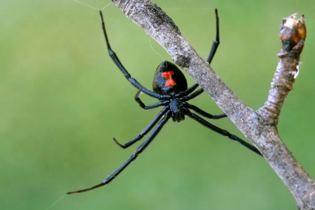 225+ Spider Names with Meanings and Generator