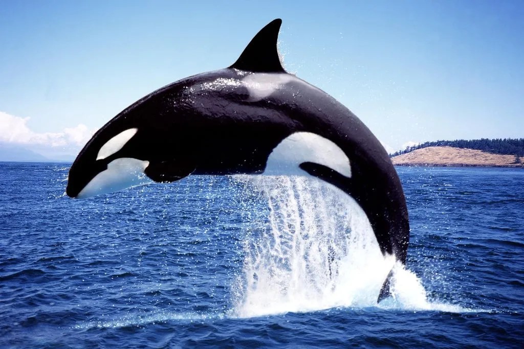 677 Amazing Whale Names and Generator