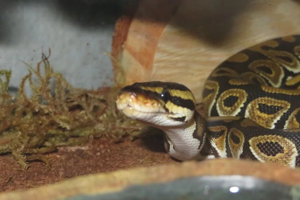 Explore 210 Unique & Cool Ball Python Names with Meanings