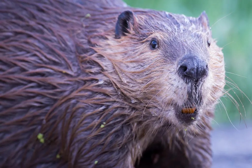 Top 190 Beaver Names Unique, Adorable & Meaningful Ultimate Guide
