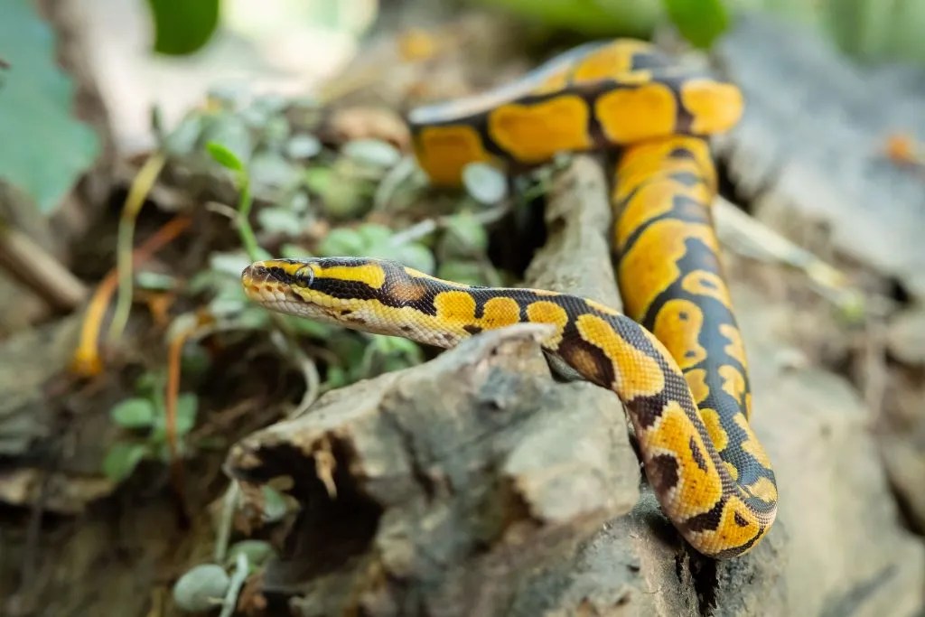 Explore 210 Unique & Cool Ball Python Names with Meanings