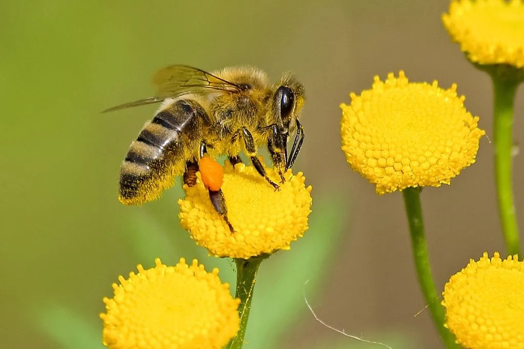 Unbeelievable! Top 250 Unique Bee Names and Their Meanings! Name Awe