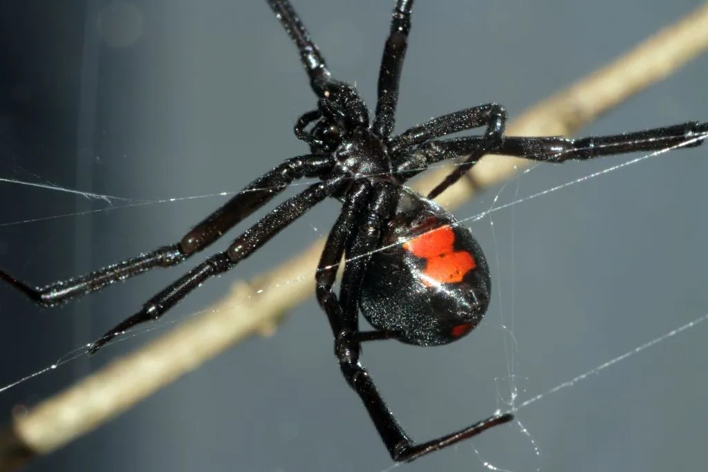225 Cute Pet Spider Names with Meanings