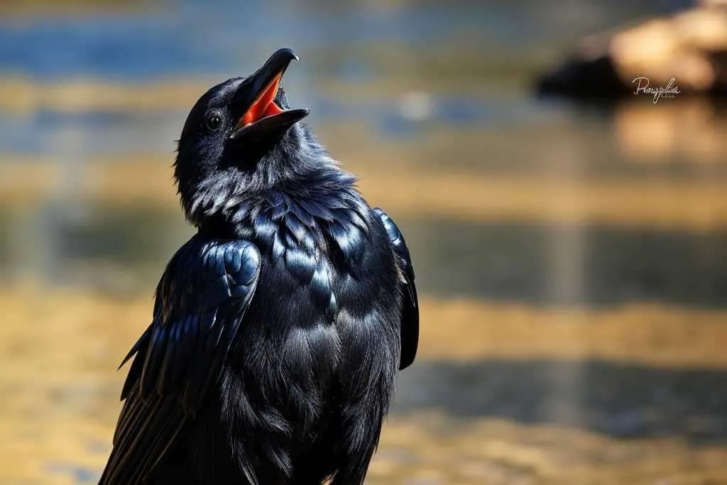370+ Best Raven Names with Meanings & AI Generator