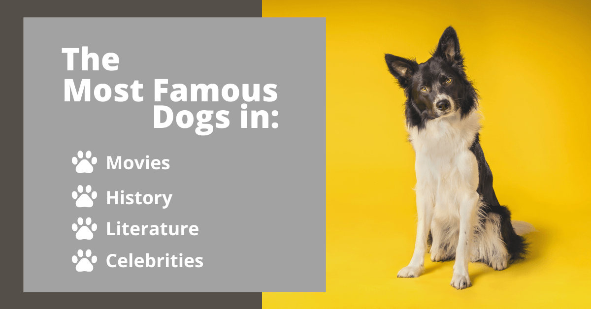The most famous dogs in different areas