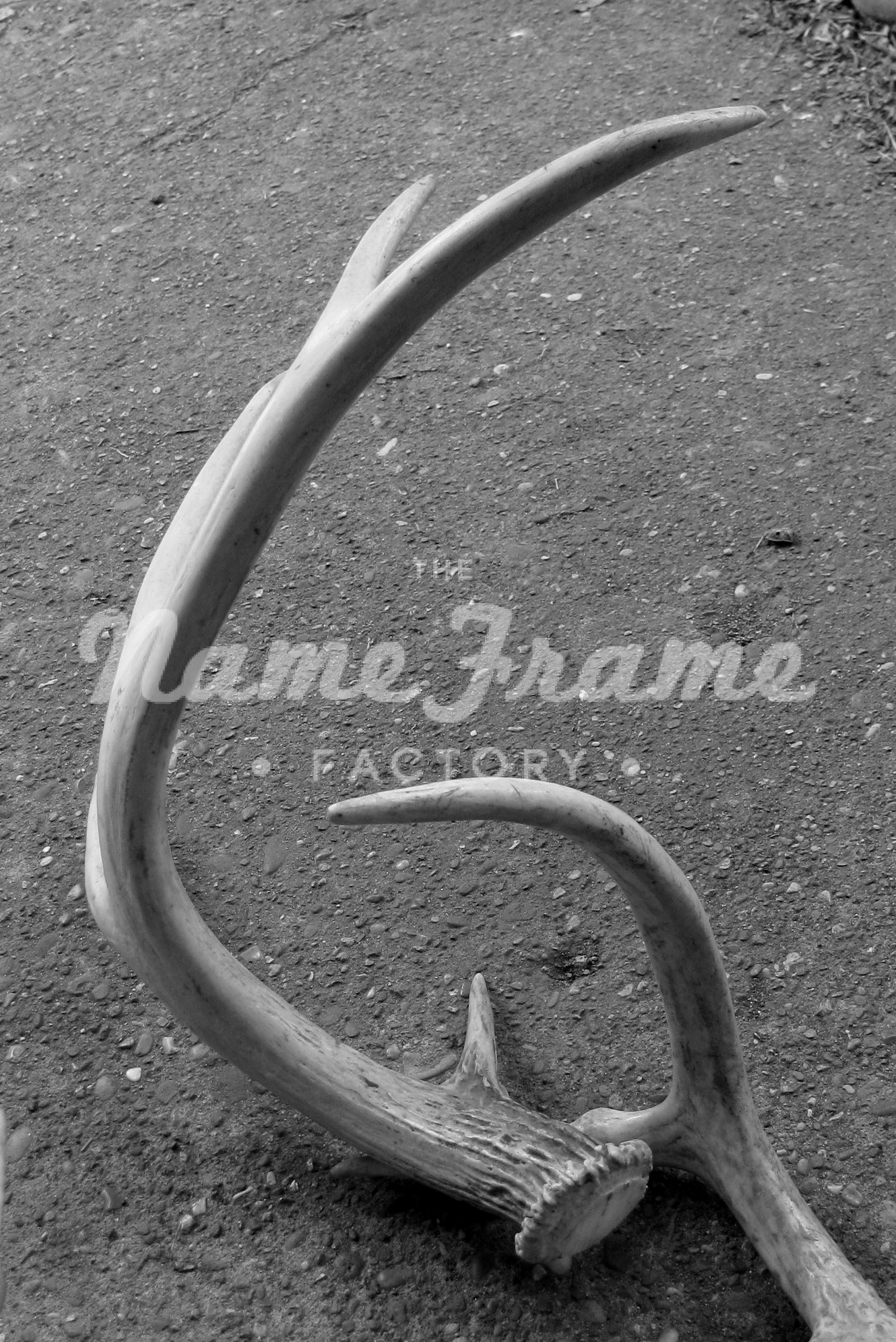 G2 ANTLER NameFrame Factory Shop Custom NameFrames