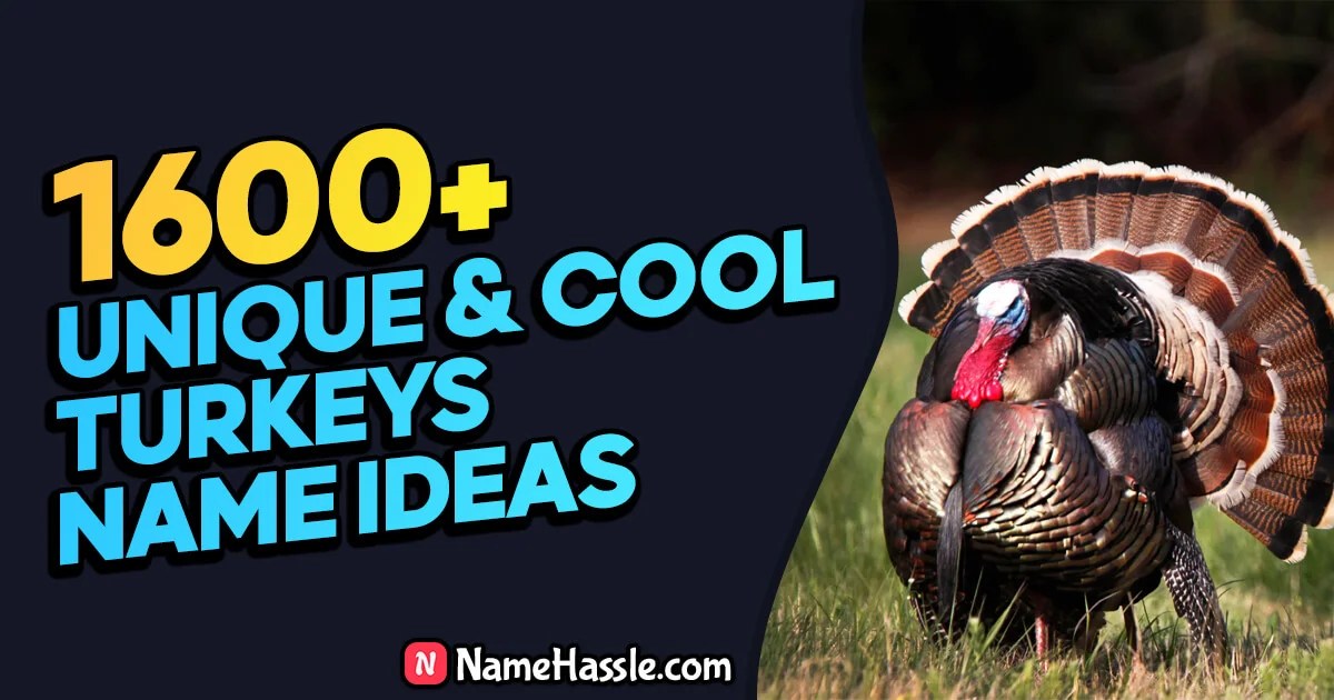 1775+ Cool And Catchy Turkeys Names Ideas (Generator) 2024