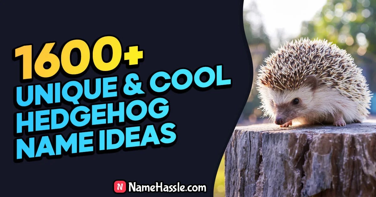 1605+ Cool And Funny Hedgehog Names Ideas (Generator) 2024