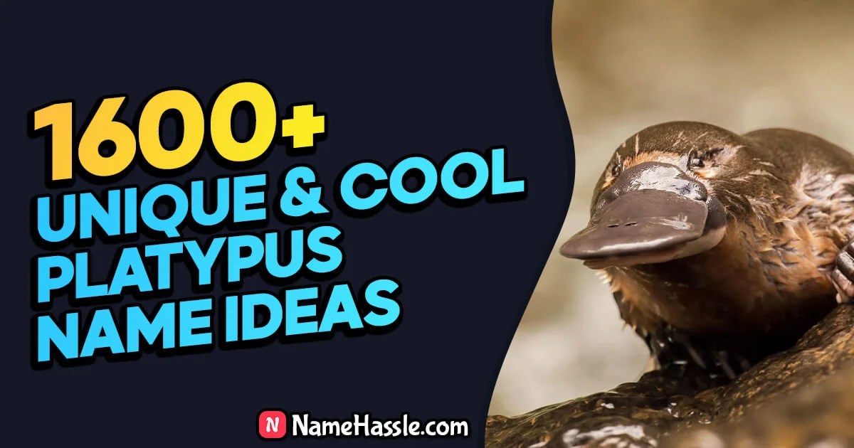 1865+ Cool And Funny Platypus Names Ideas (Generator) 2024