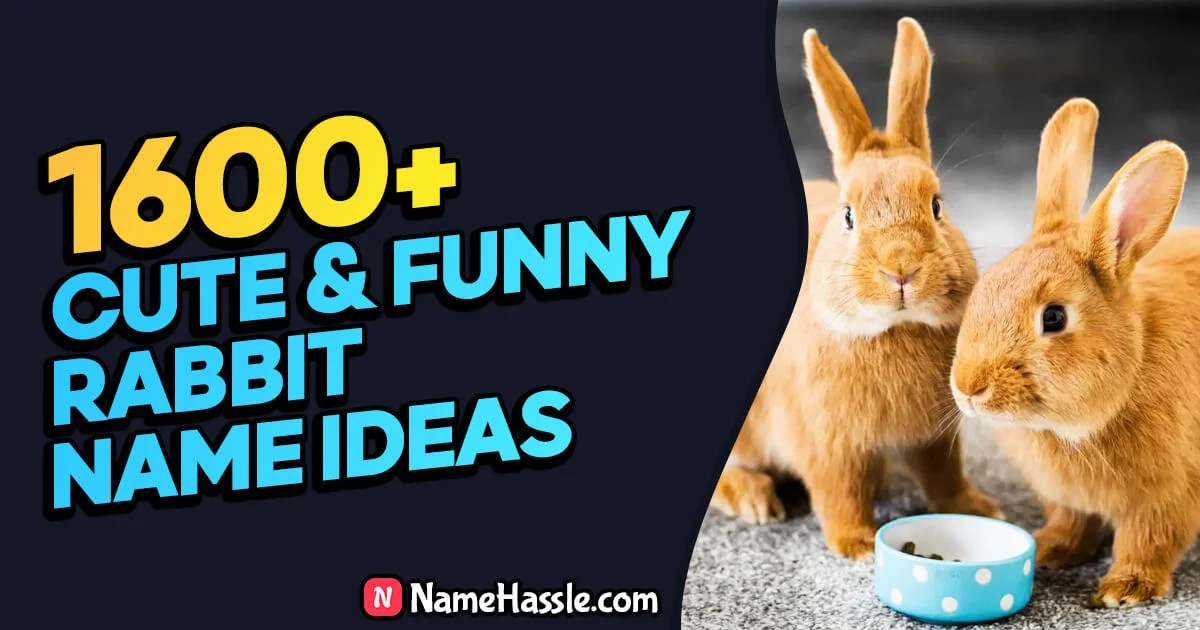 1600+ Cute & Funny Rabbit Names Ideas (Generator) 2024