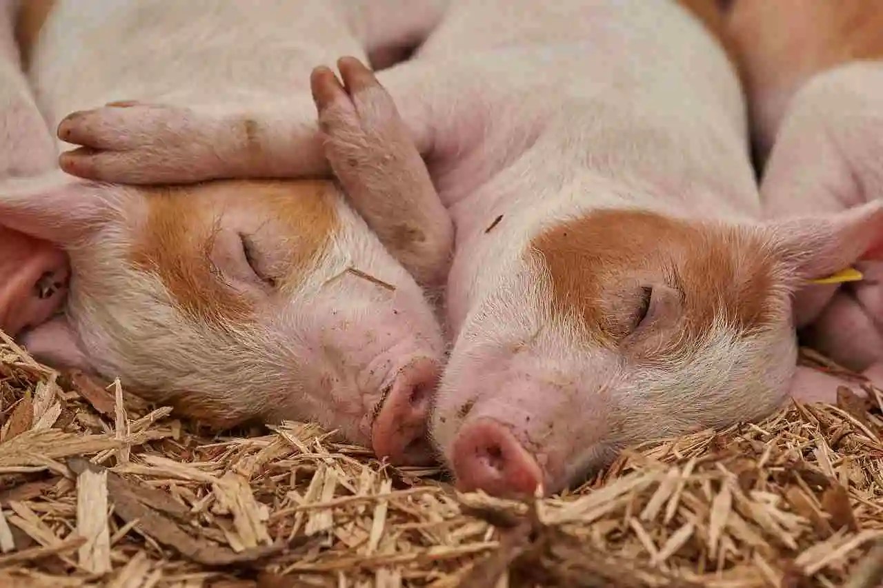 Discover the perfect pig names female for your pet with our guide