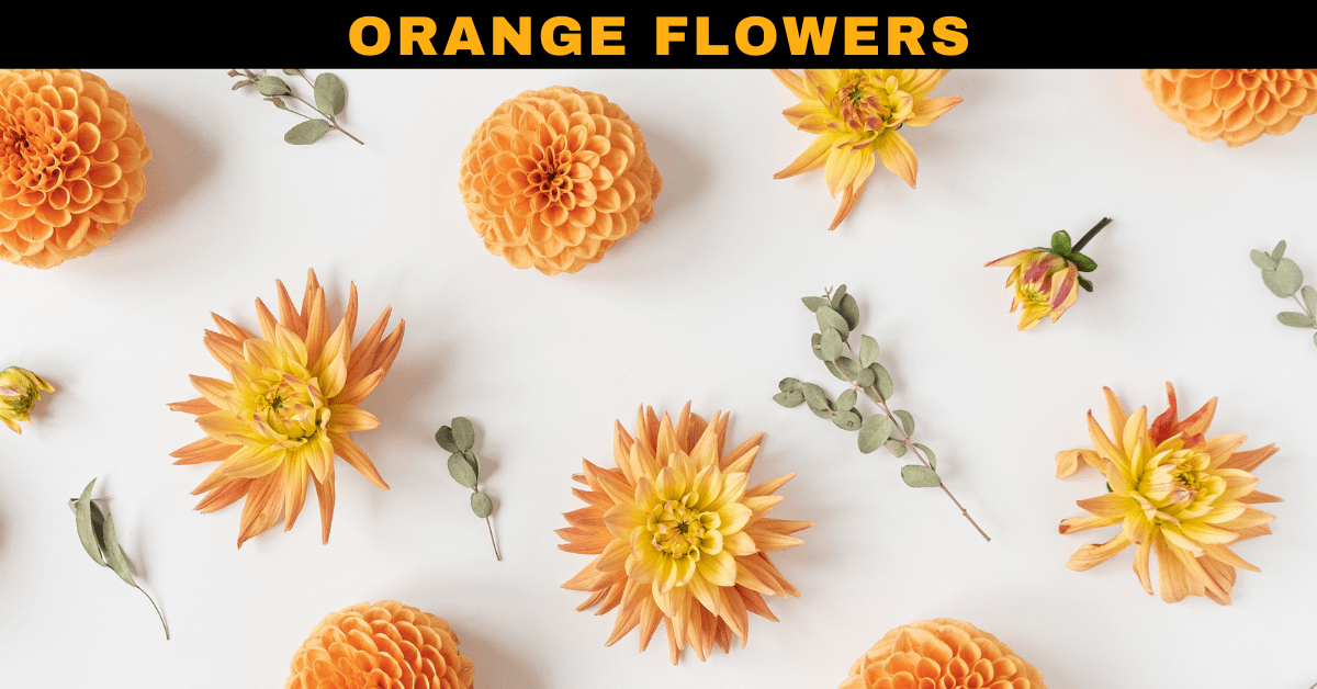 Orange Tropical Flowers Names Best Flower Site