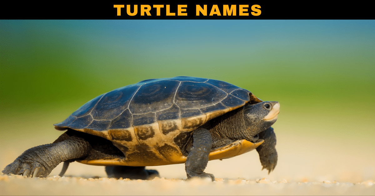 Turtle Names Unique Funny Famous Disney turtle names 2023