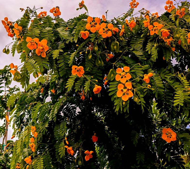 50+ Beautiful Orange Flowers Names With Pictures Best Orange Flowers