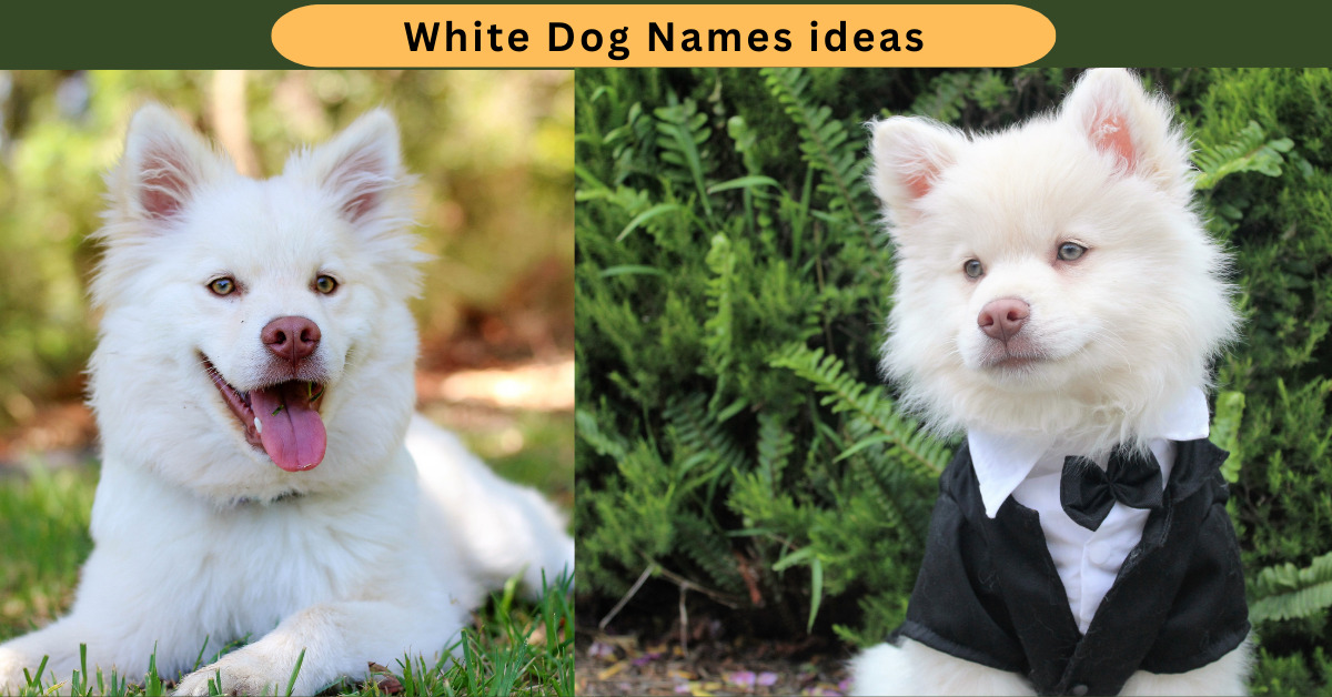 Unique White Dog Names Unique Creative Ideas for Your Pup