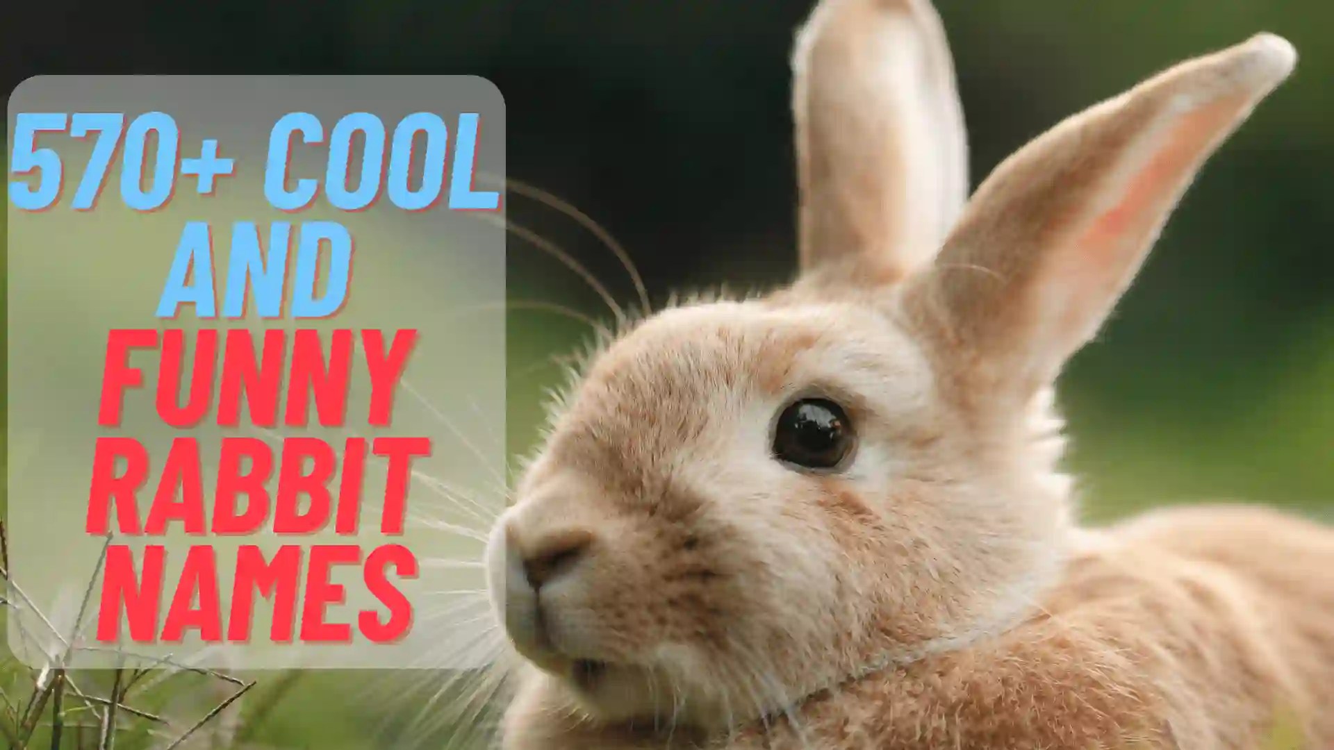 570+ Cute And Funny Rabbit Names 2024 (+Generator)