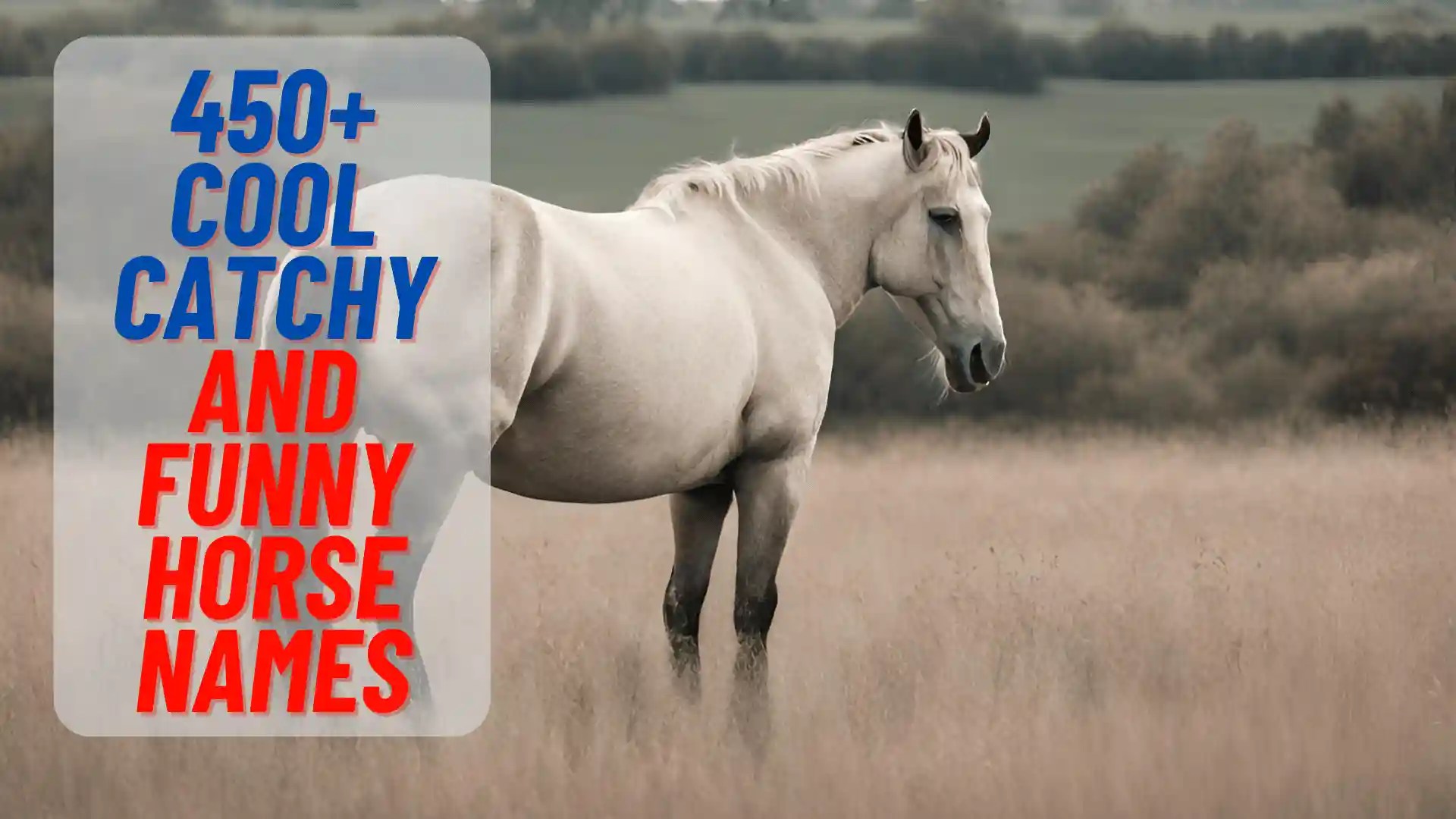450+ Cool And Funny Horse Names (2024)