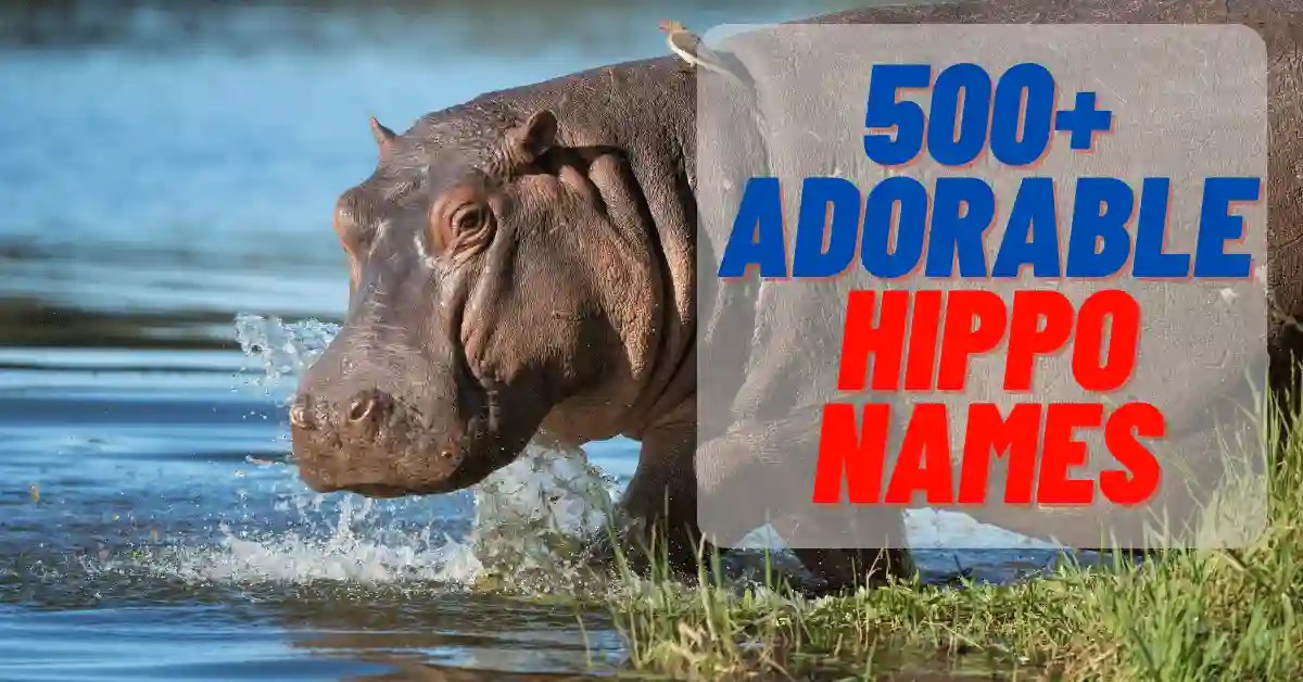 500+ Cute And Funny Hippo Names 2024