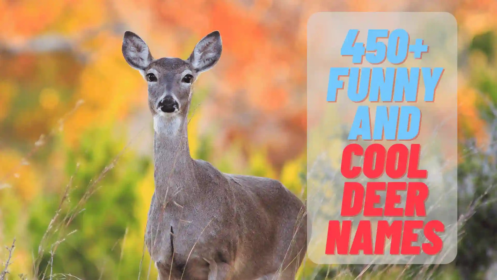450+ Funny And Cool Deer Names 2024