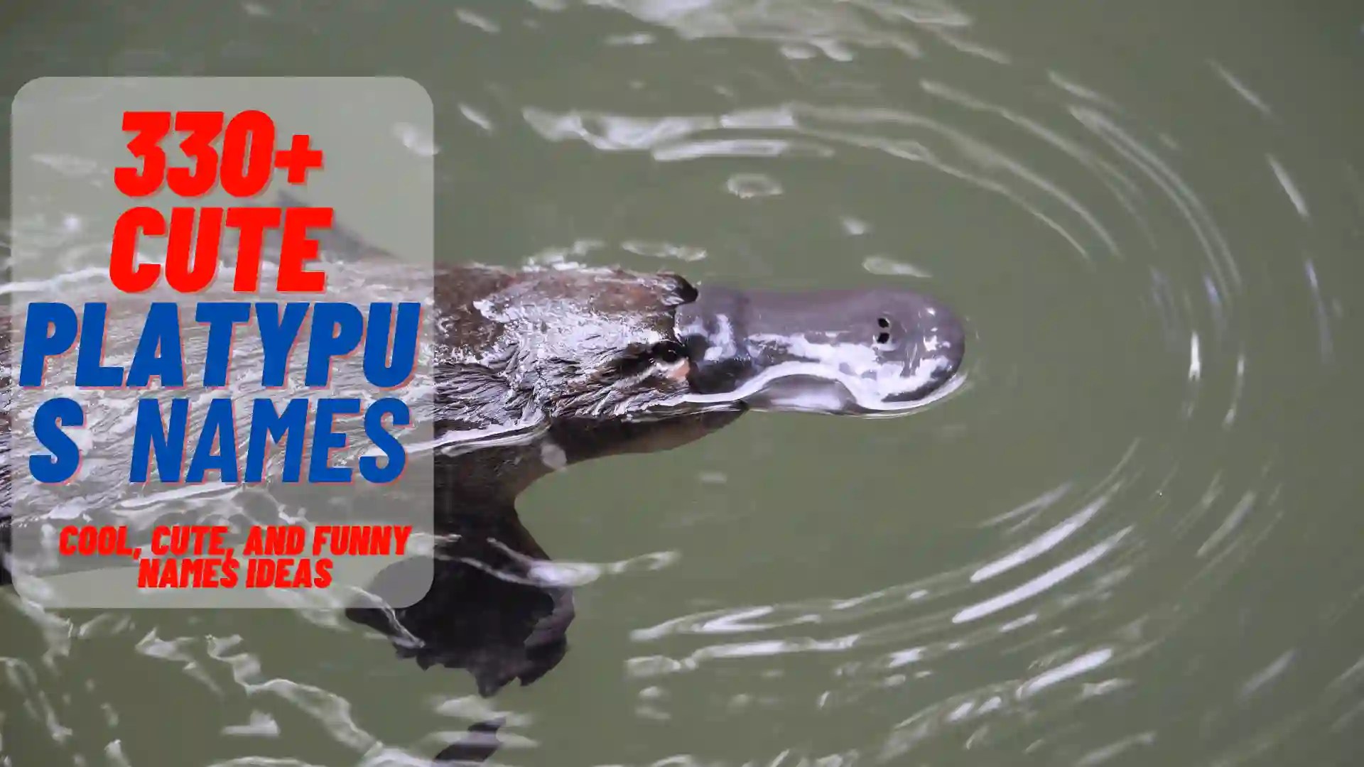330+ Cool, Cute, And Funny Platypus Names