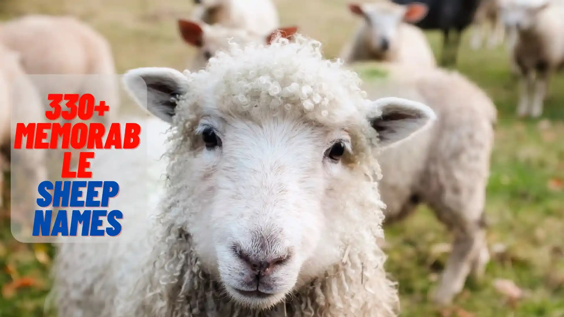 330+ Memorable Sheep Names (Cute, Cool, & Funny) Namenestle