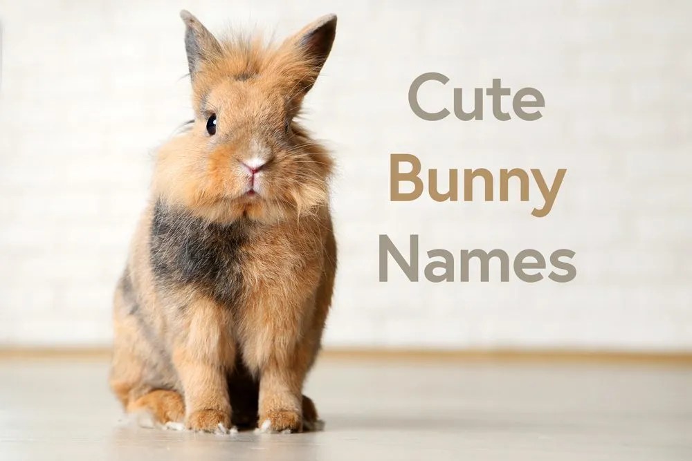 Top Bunny Names for Your Pet Rabbit Cute, Funny & Creative Ideas(02)