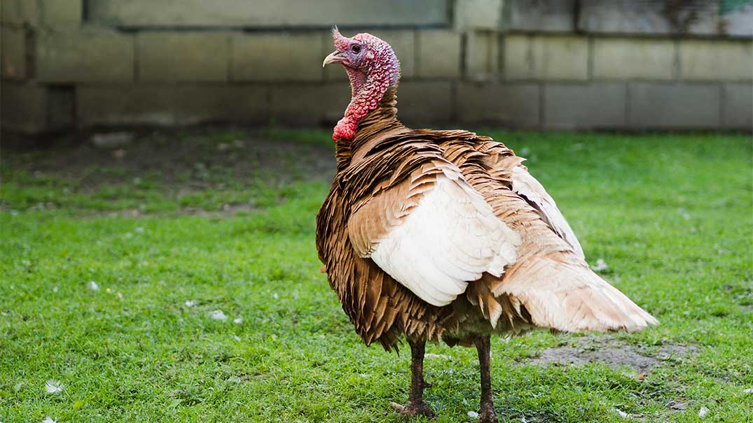 Top 100+ turkey names Idea For Your Amazing Bird