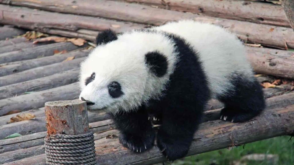 Panda Names 145+ Ideas For Your Cute Friend