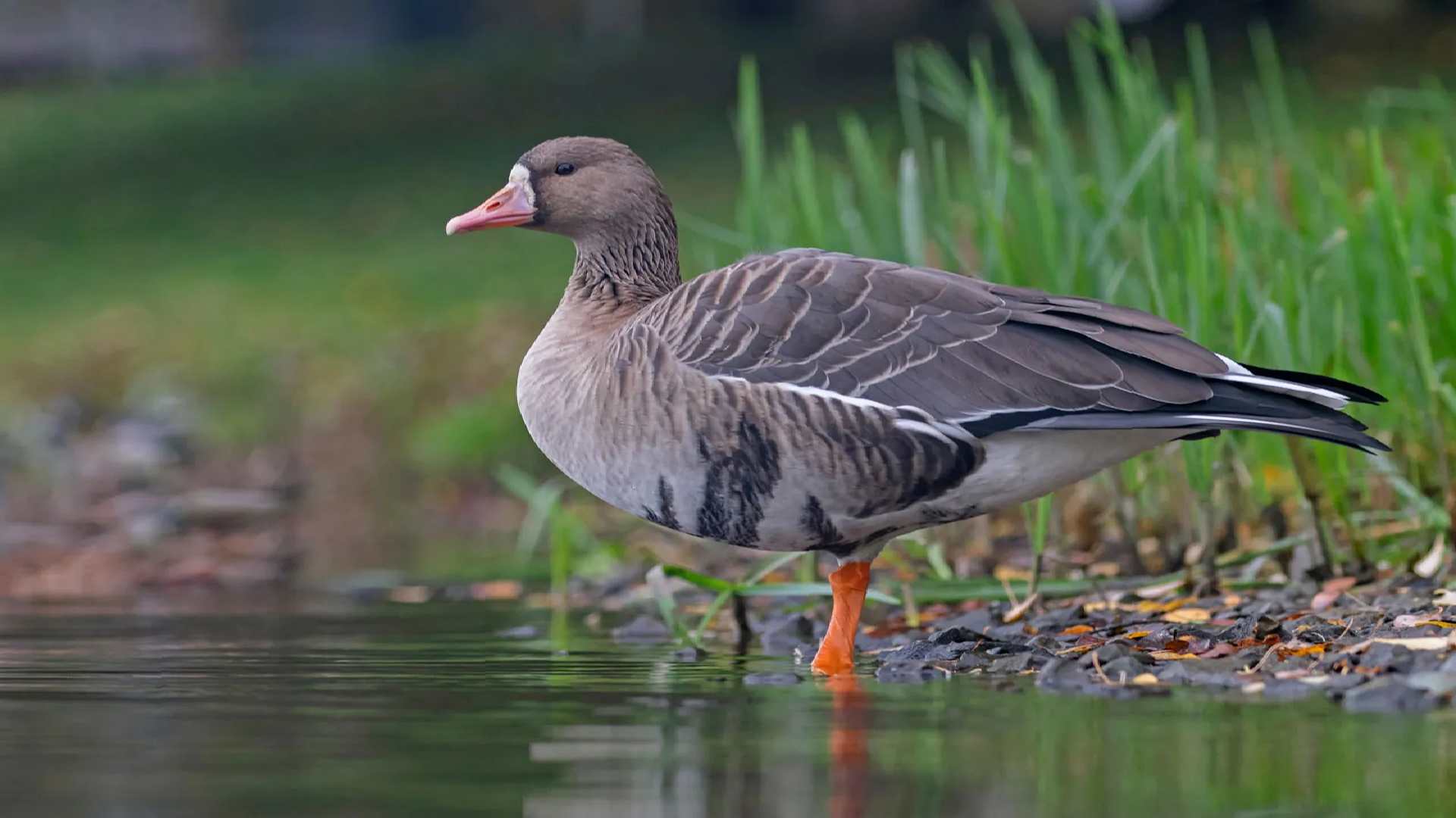 144+ Goose names that will these Creatures