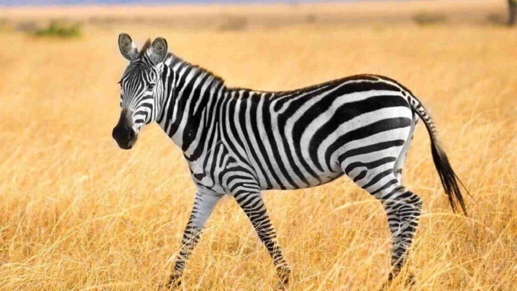 100+ Zebra Names Choose the Perfect One for Your Zebra