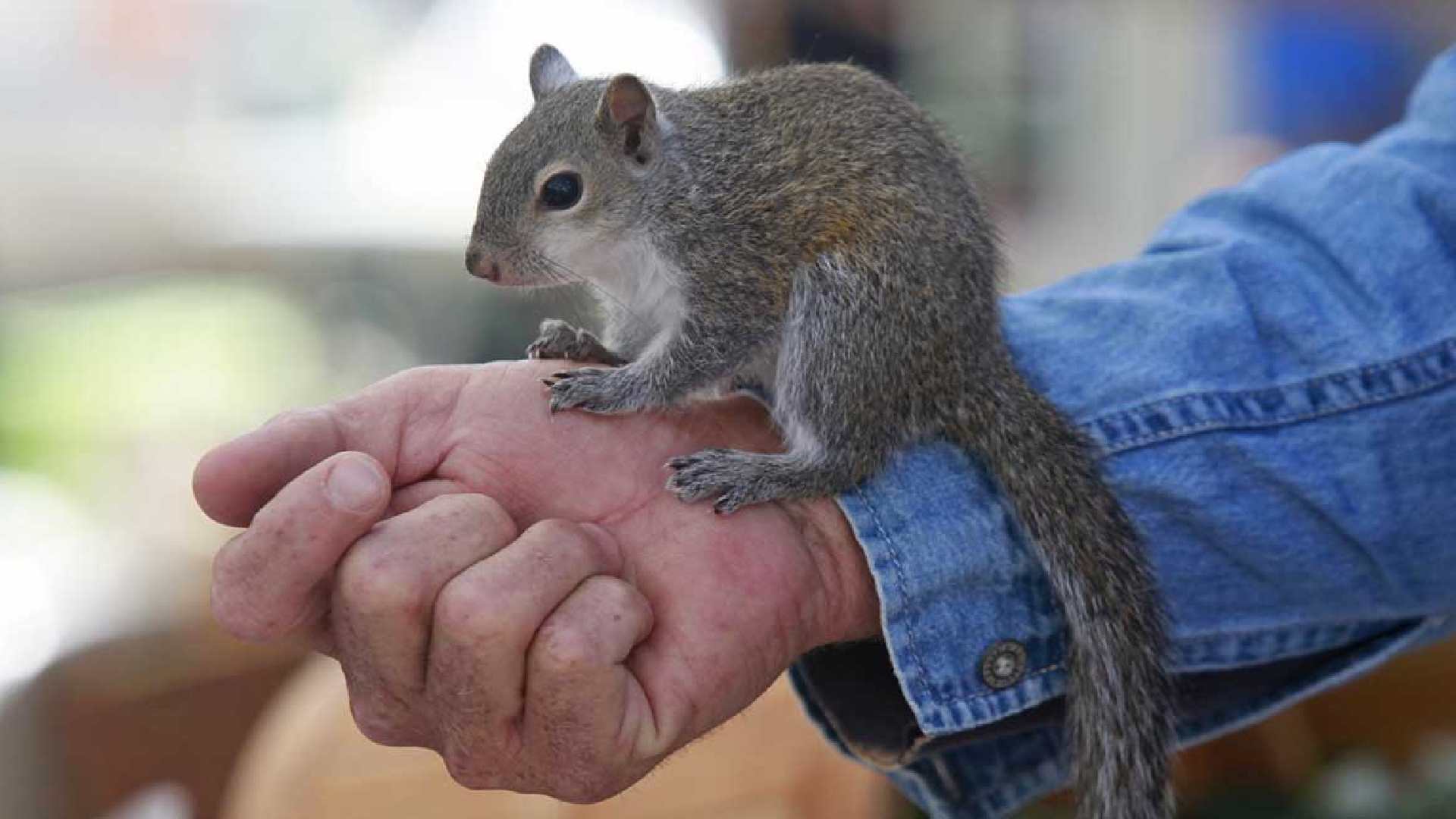 150+ Best Squirrel Names For Your Cute Friend