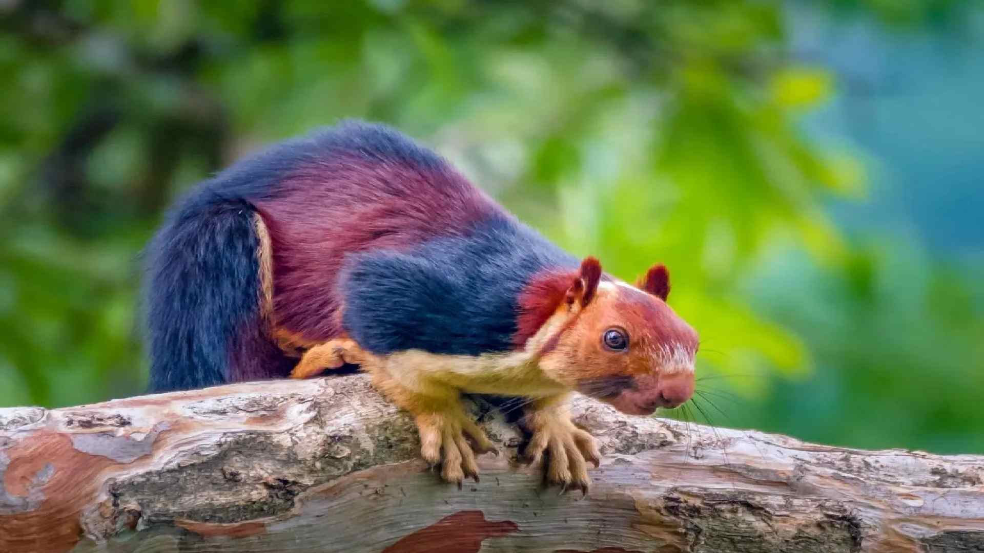 150+ Best Squirrel Names For Your Cute Friend