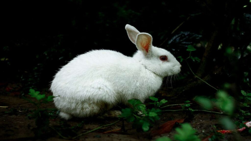 Rabbit Names Pick the Best One for Your Cute Friend
