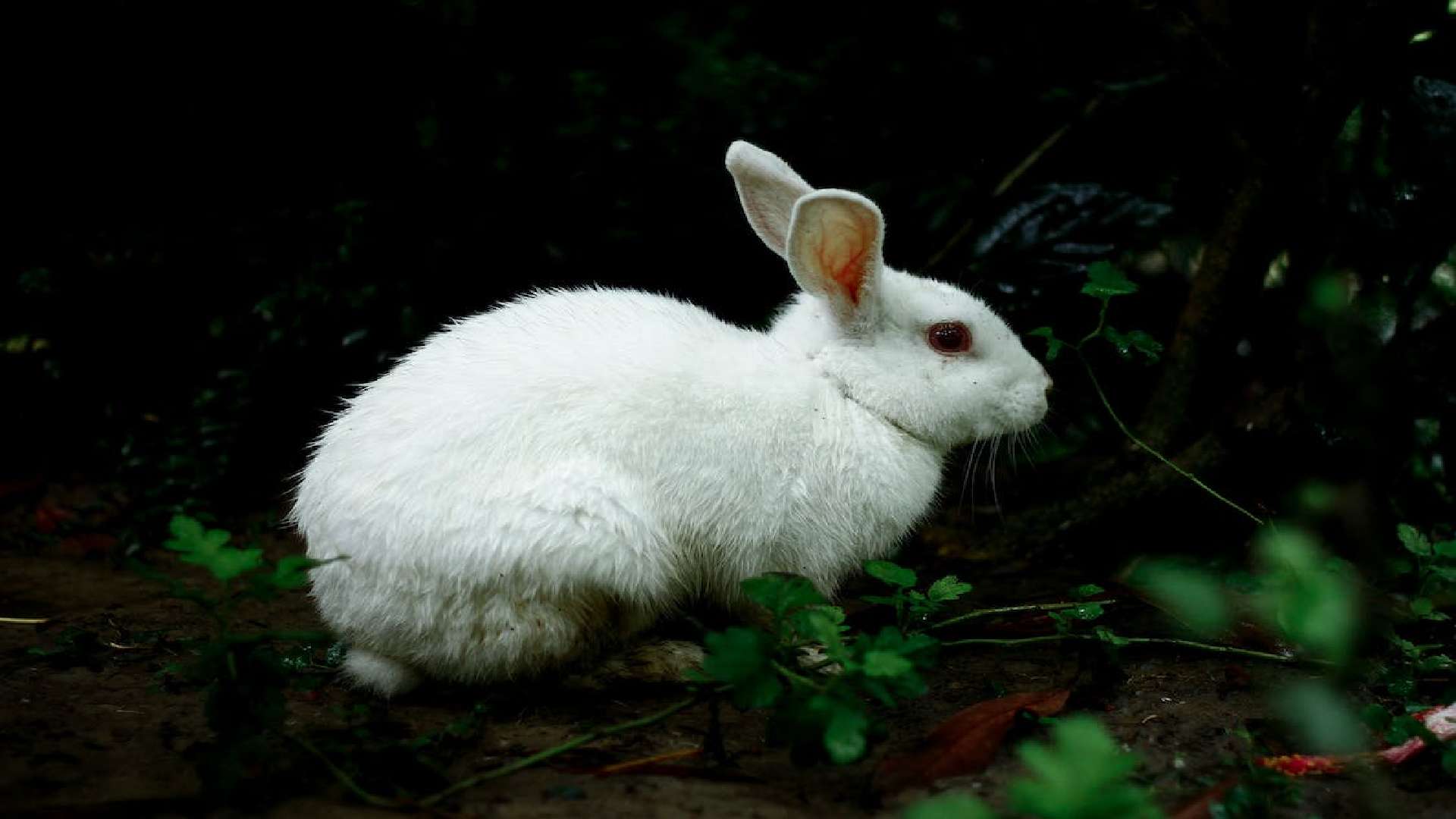 Rabbit Names Pick the Best One for Your Cute Friend