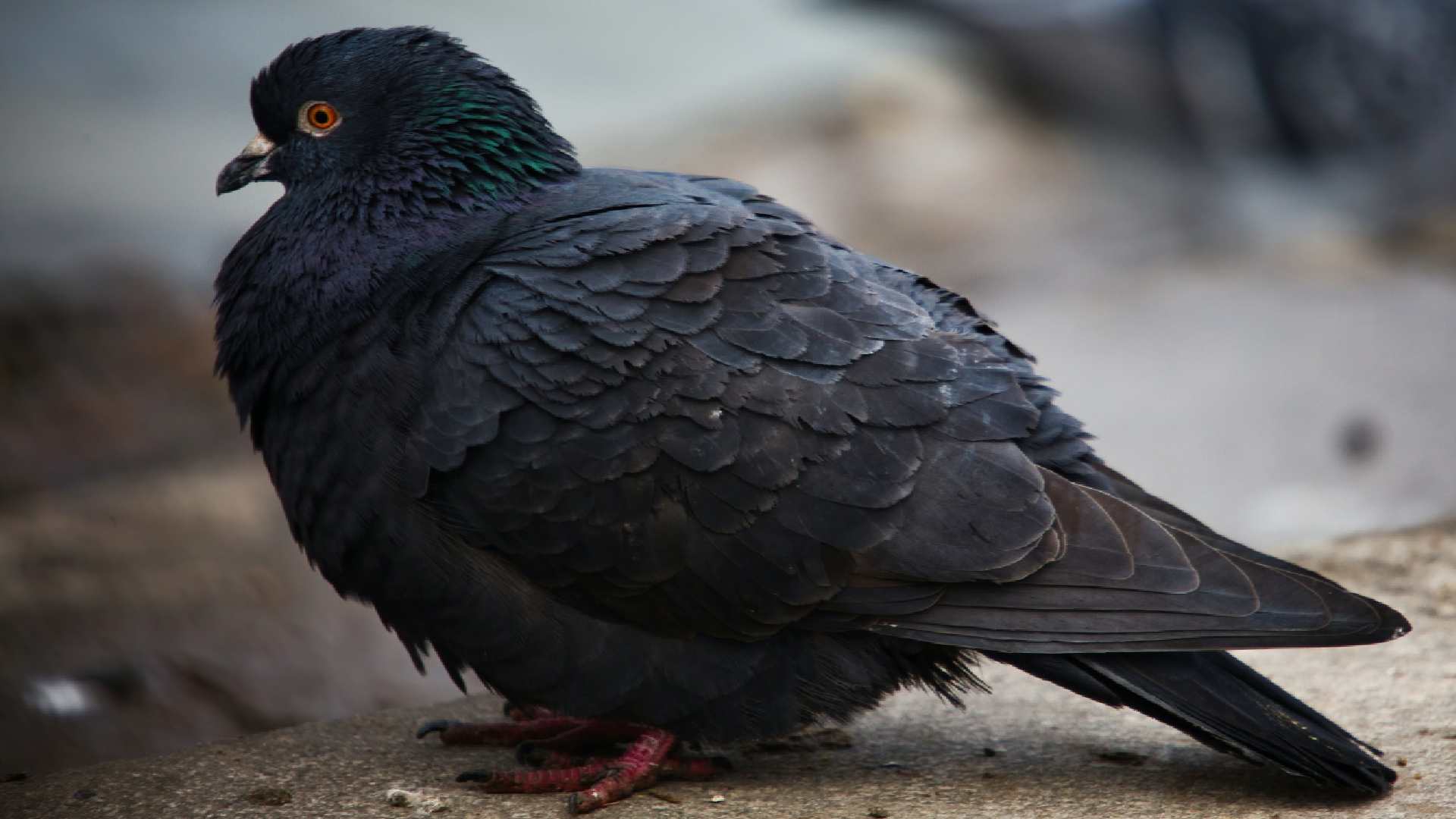 133+ Best And Popular Pigeon Names