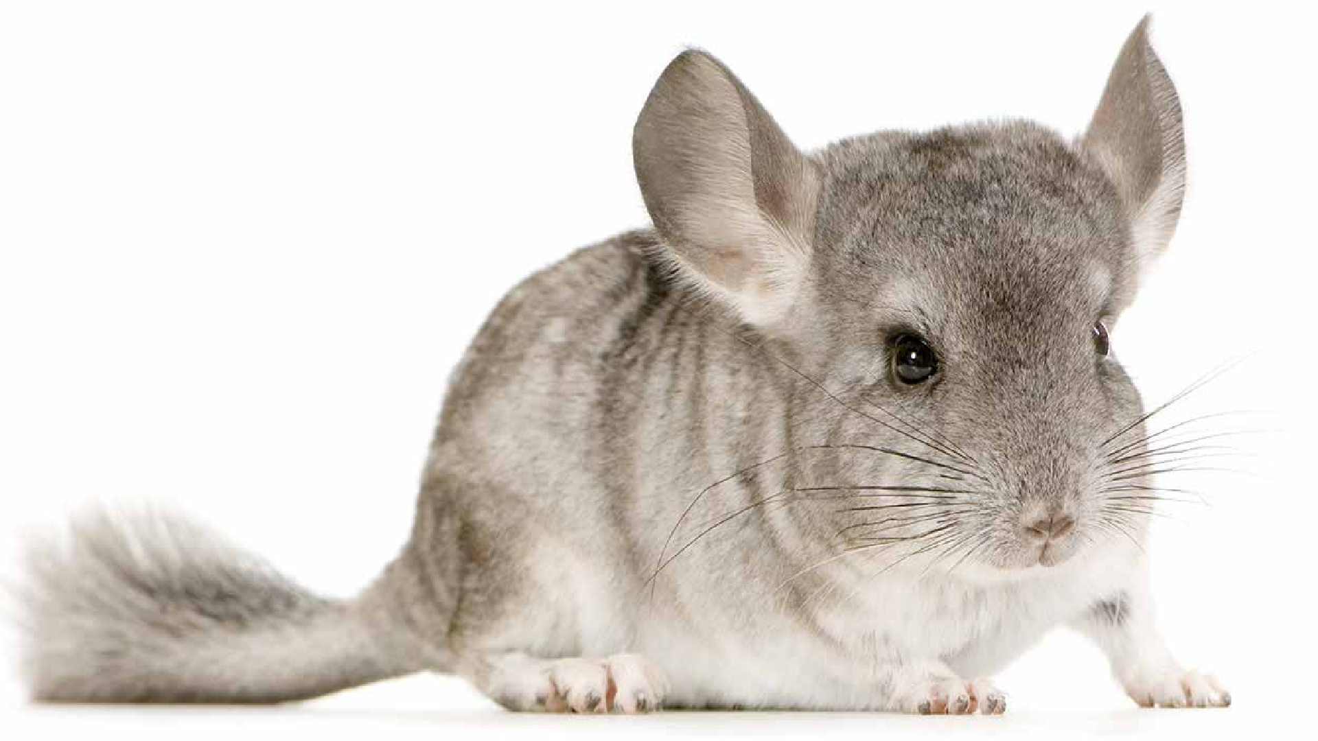 166+ Unique And Adorable Chinchilla Names