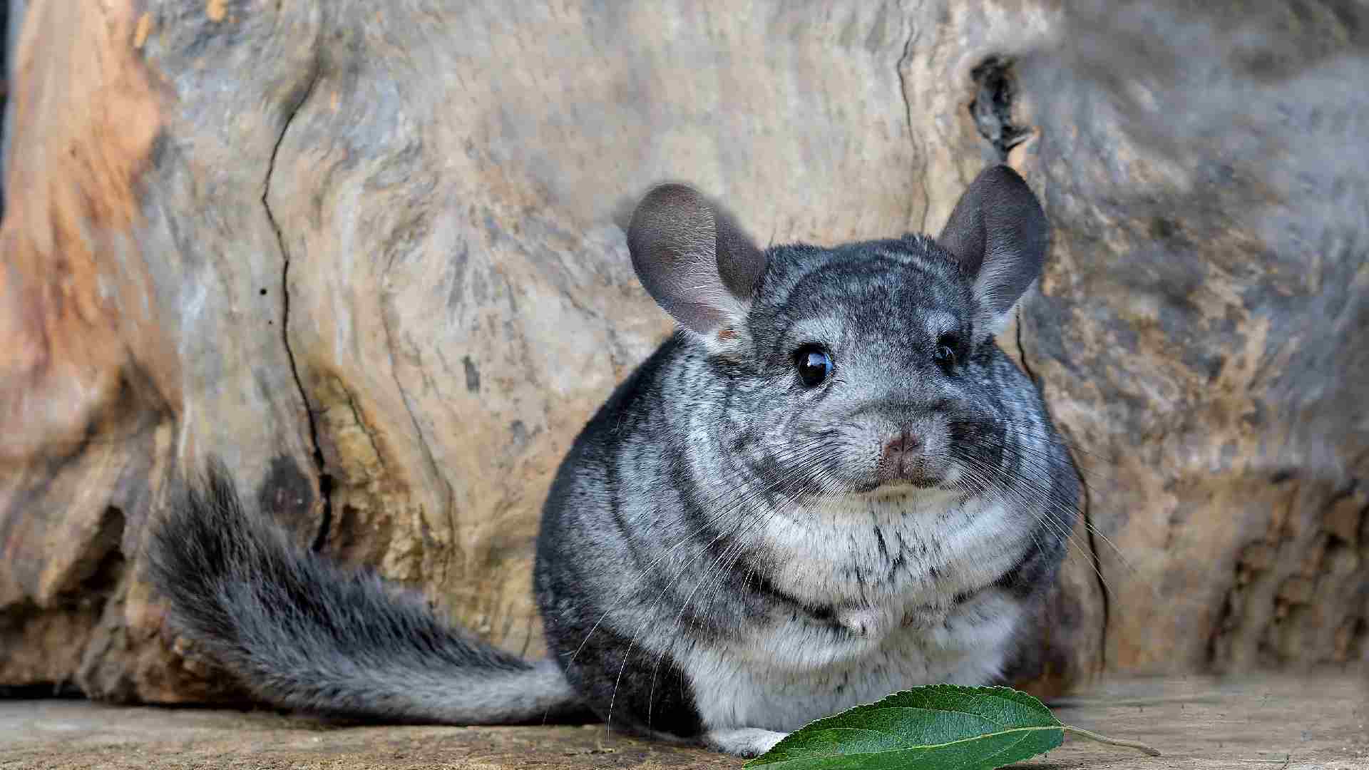 166+ Unique And Adorable Chinchilla Names