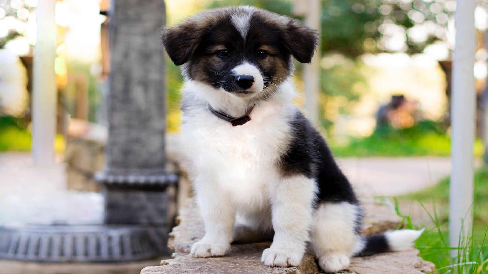 200+ Border Collie Names Names Cluster