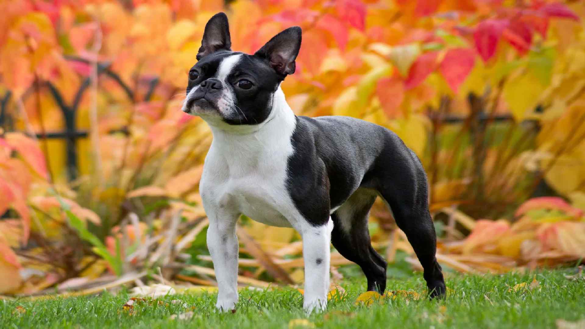 105+ Best Cute and Famous Boston Terrier Names