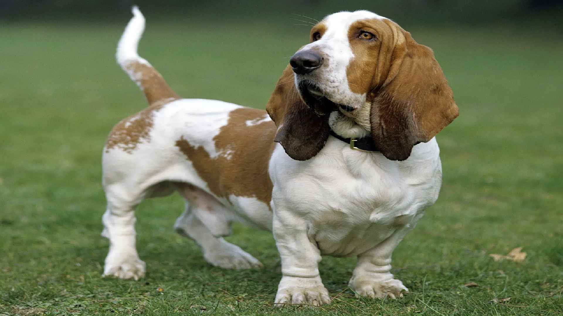 300+ Unique and Creative Ideas for Basset Hound Names