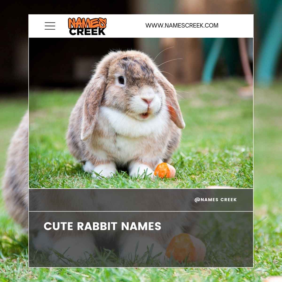 450+ Rabbit Names Finding The Perfect Name For Your Bunny