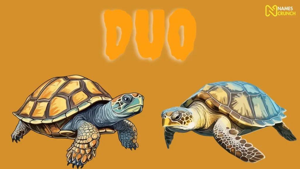 Funny Turtle Names (Clever & Cute Ideas) Names Crunch