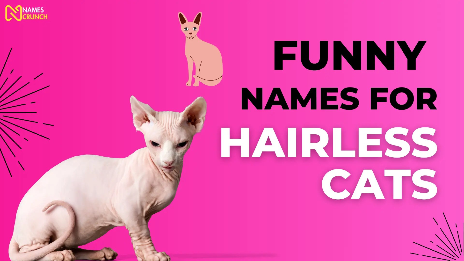 300+ Funny Names for Hairless Cats Names Crunch