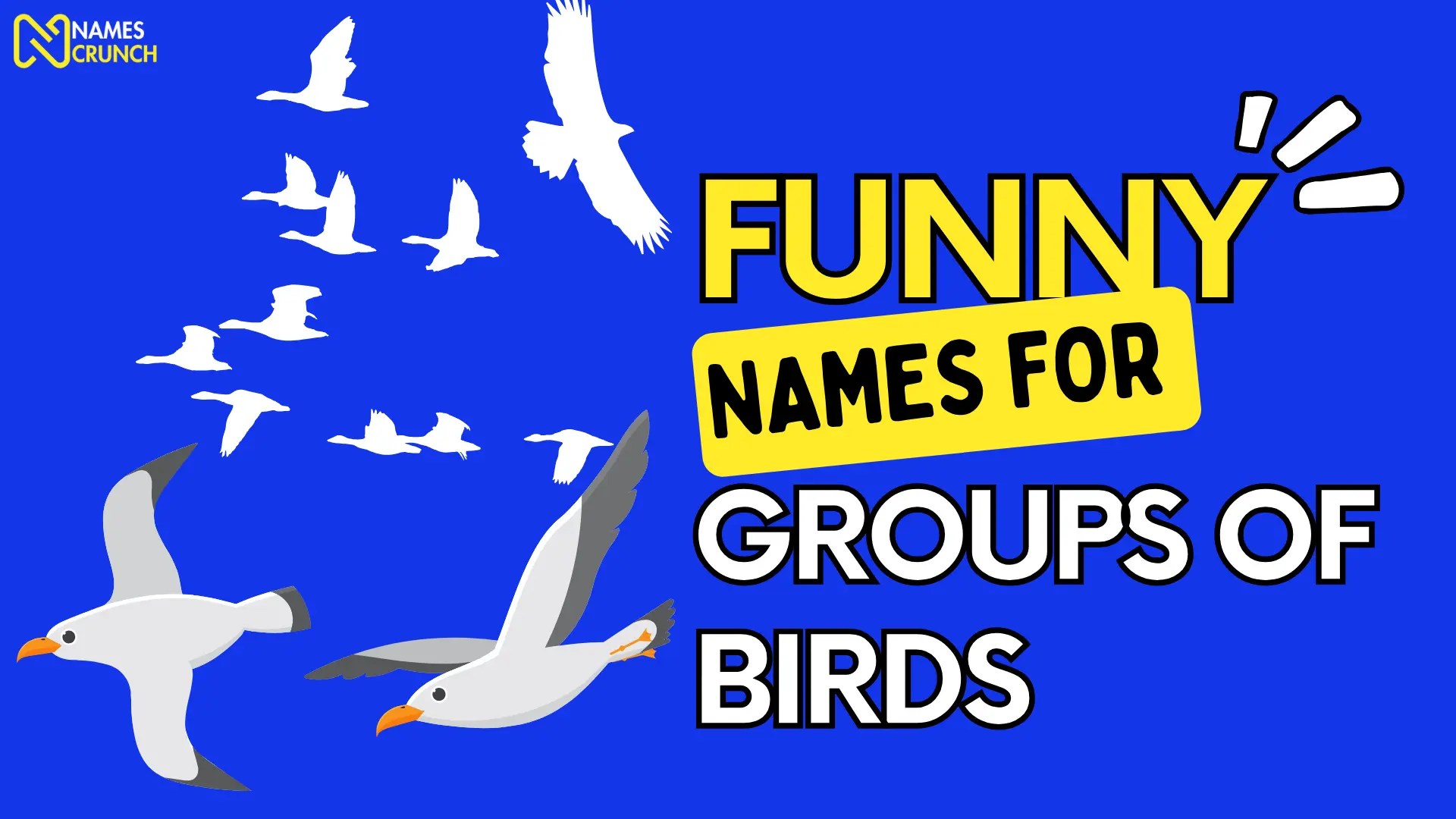 Funny Names for Groups of Birds [Unique Ideas] Names Crunch